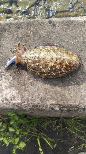 モンゴウイカの釣果
