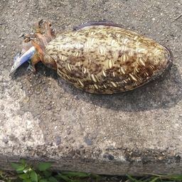 モンゴウイカ