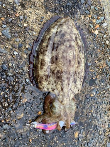 コウイカの釣果