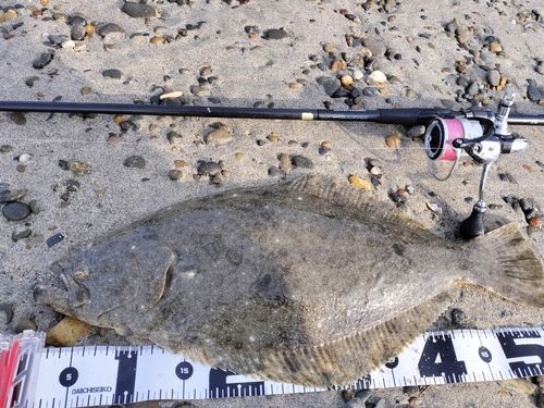 ヒラメの釣果