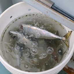 アジ