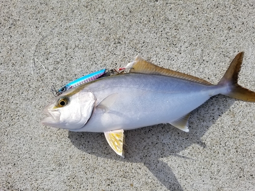 カンパチの釣果