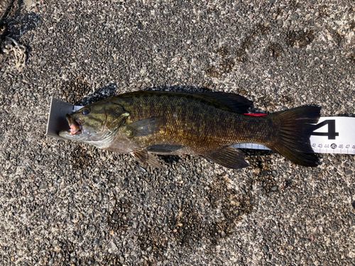 スモールマウスバスの釣果