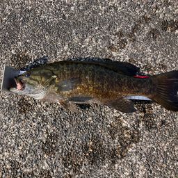 スモールマウスバス