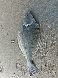 カレイの釣果