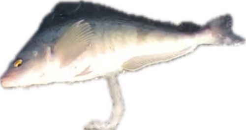 ホッケの釣果