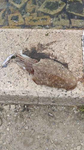 モンゴウイカの釣果