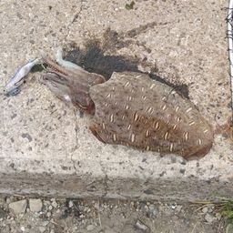 モンゴウイカ