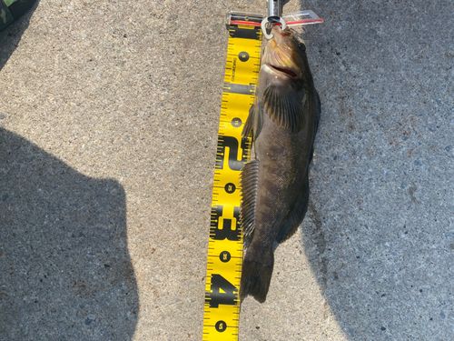 アイナメの釣果