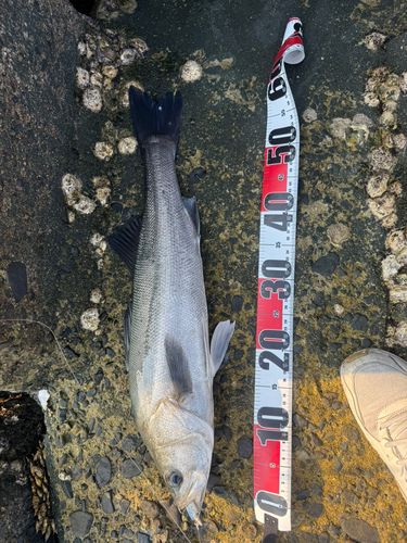 ヒラスズキの釣果