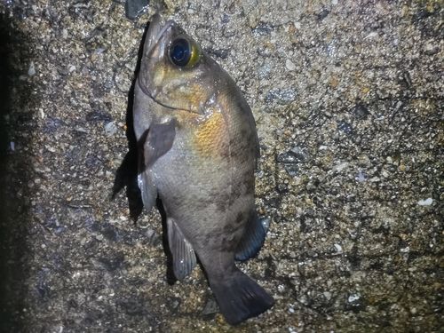 メバルの釣果