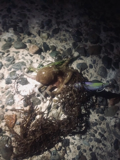 タコの釣果