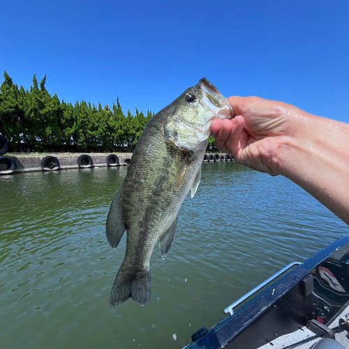 ラージマウスバスの釣果