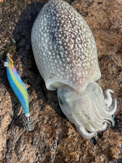 コウイカの釣果