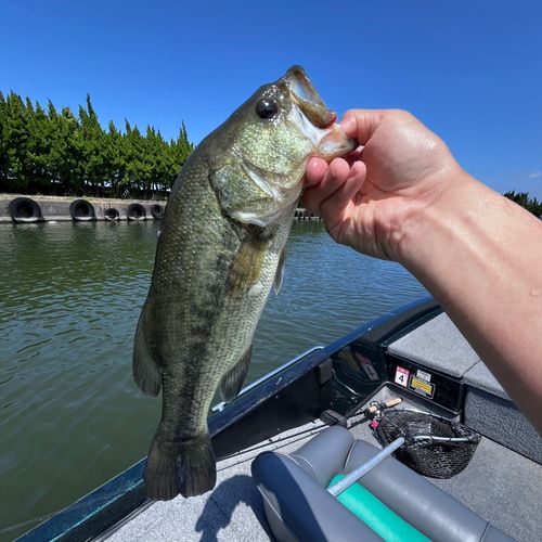 ラージマウスバスの釣果