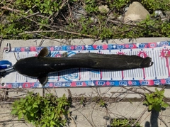 ナマズの釣果