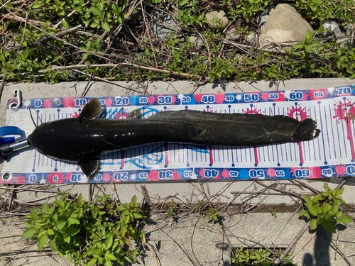ナマズの釣果