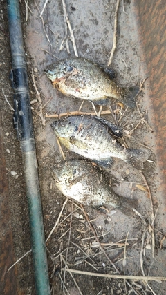 ブルーギルの釣果
