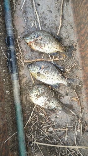 ブルーギルの釣果