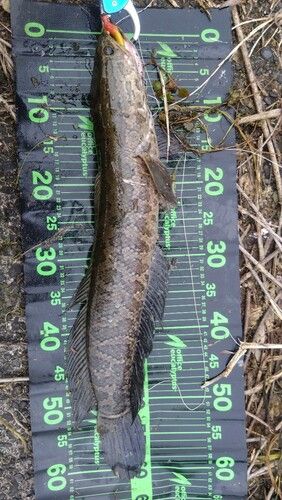 ライギョの釣果