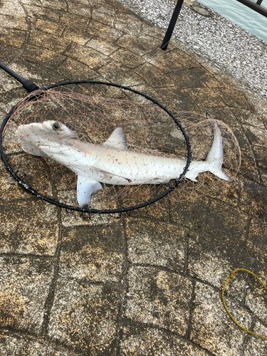 シュモクザメの釣果