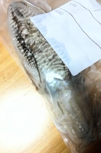 ハリイカの釣果