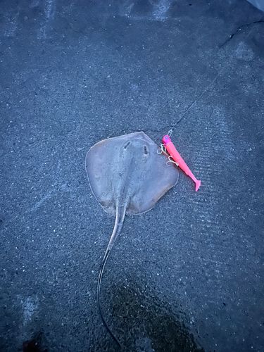 エイの釣果