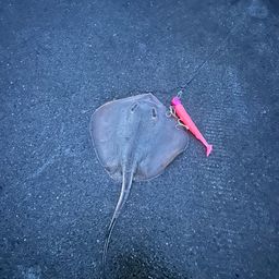 エイ