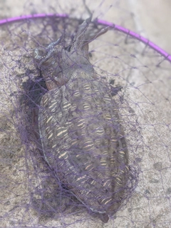 モンゴウイカの釣果