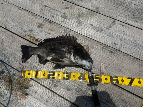 チヌの釣果