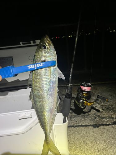 マアジの釣果