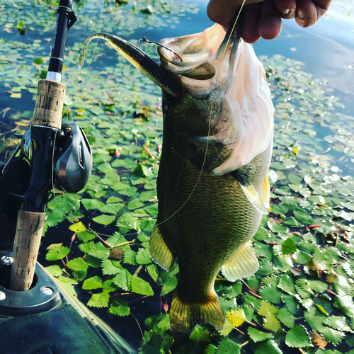 ブラックバスの釣果