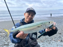 ワカシの釣果
