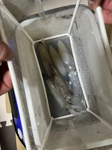 マメイカの釣果