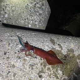 アジ