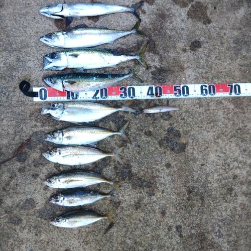 サバの釣果