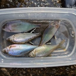 シロヒレタビラ