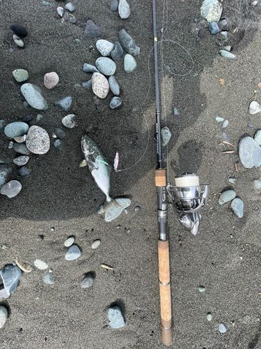 ワカシの釣果