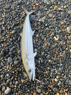 サゴシの釣果
