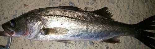 シーバスの釣果