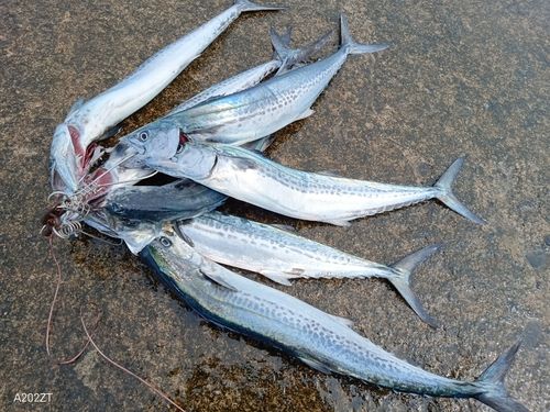 サゴシの釣果