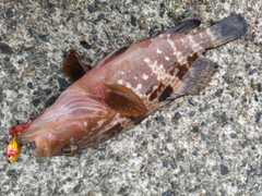 アコウの釣果