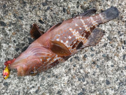 アコウの釣果