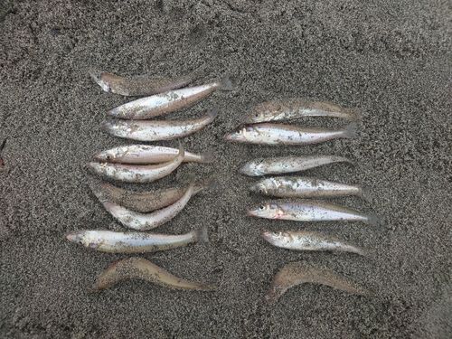 キスの釣果