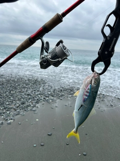 ワカシの釣果
