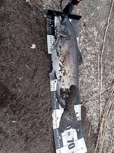 アメリカナマズの釣果