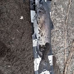 アメリカナマズ
