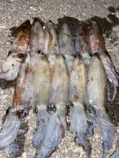 ヒイカの釣果