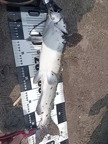アメリカナマズの釣果