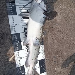 アメリカナマズ